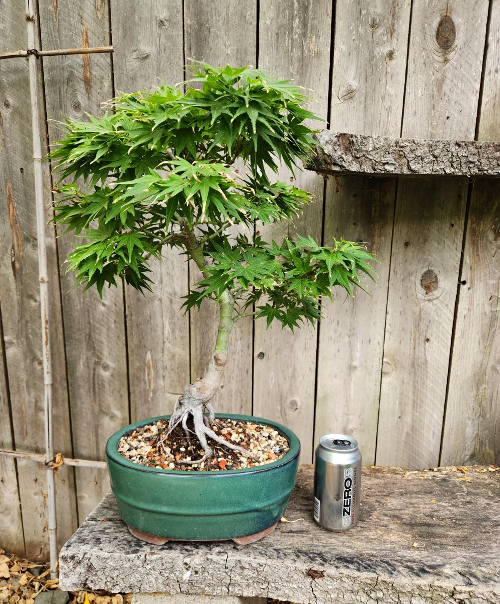 japanese bonsai pot products for sale | eBay