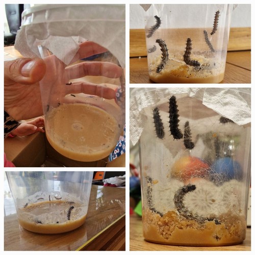 Set de cría de mariposas para entusiastas de la naturaleza y exploradores curiosos 🔍🐛🦋 - Imagen 6 de 16