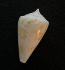 Große schöne Conus Amadis Kegelschale Indien - 82 mm