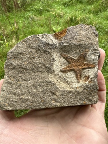 Seestern Marokko Seestern Oberordovizium - Bild 4 von 9
