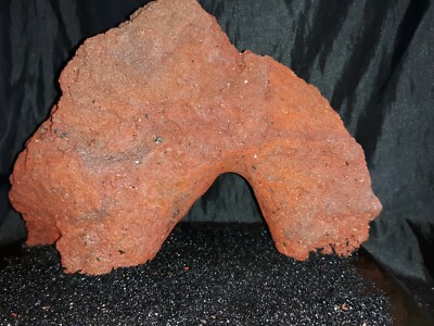 Reptile snake lizard fish aquarium Rock cave