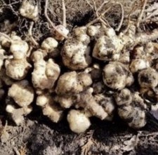10 JERUSALEM ARTICHOKE TUBERS FOR PLANTING - Massive Yield “organically Grown”