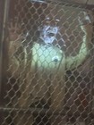 Spirit Halloween Fenced In Hi-Voltage Zombie retired Animatronic NO SOUND — photo 5