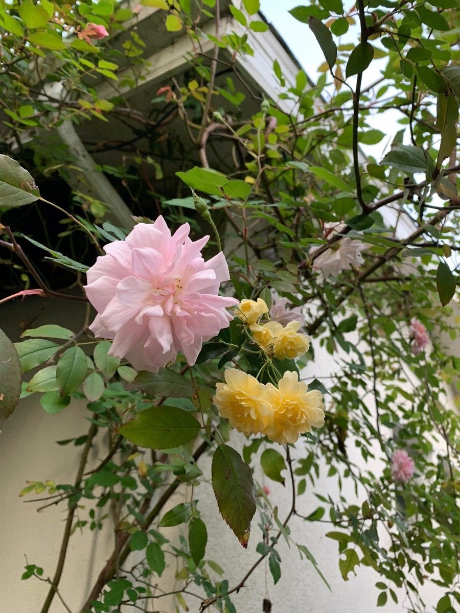 Mini Challenges With Roses Watering Miniature Roses Day 10 #stradaeasel Challenge. While The