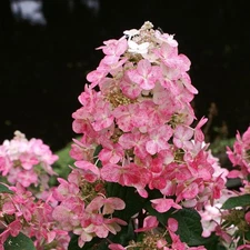 6 (Six) Fresh Cuttings Tricolor Hydrangea Paniculata for rooting  8"-12" long