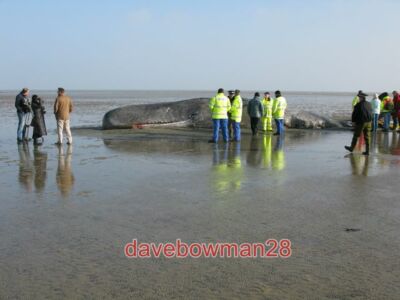 FOTO DER GESTRANDETE POTTWAL IN PEGWELL BAY DER WAL WURDE VON TH für tot erklärt