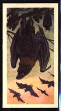 Brooke Bond Asian Wild Life (1962) Malay Fruit Bat No. 9