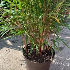 50 Asian Wonder Bamboo Seeds Privacy Plant Garden Clumping Shade Screen US SELL