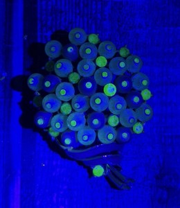 Vintage Bouquet Uranium Glass Rhinestone & Confetti Lucite Signed Star Brooch