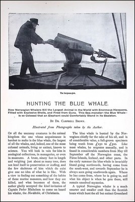 HUNTING THE BLUE WHALE WITH HARPOONS. BY DR. CAMPBELL BROWN. AN ORIGINAL ARTICLE