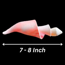 Large Pink Conch Center Spiral Seashell Natural Conch Shell Rare Real 7"-8" Inch