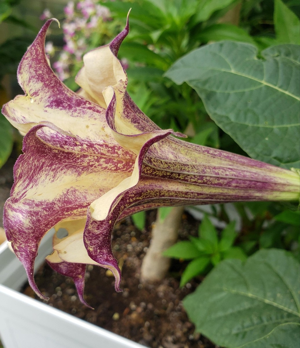 Datura Box of Chocolate | Datura Metel | 15+ SEEDS | eBay