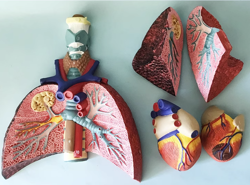 Human Lung Model Anatomical Respiratory System Anatomy Teaching Tool Teach Model - Picture 8 of 8