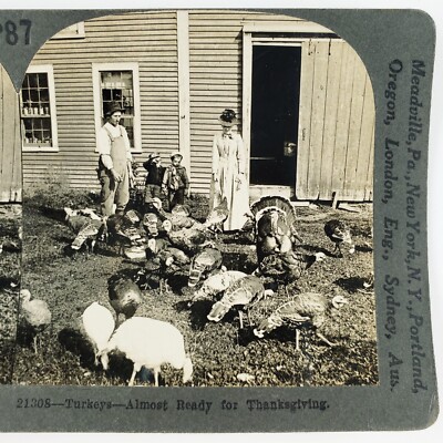Farmer Family Feeding Turkeys Stereoview 1920s Bird Flock & Barn Photo C1843