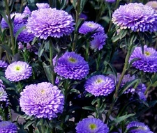 ASTER POMPON BLUE Callistephus Chinensis - 100 Bulk Seeds