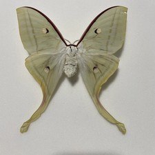 Entomologie*Actias selene*Indien*female