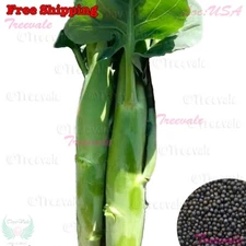 Huge Stem Gai Lan, Chinese Broccoli Big Stem Kai Lan Seeds | Vegetable Seeds