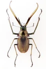 DARWIN BEETLE  MAR292 75MM NEUQUEN