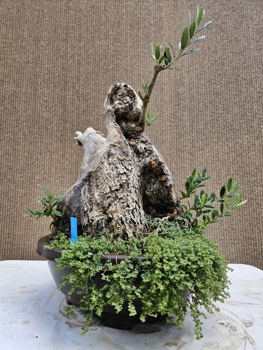 Old Fruiting Olive Bonsai Tree,,, SALE | eBay
