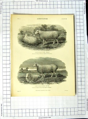 Alter antiker Druck Encyclopaedia Britannica Landwirtschaft Cheviot Schaf Lamm