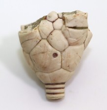 Crinoide, Moscovicrinus multiplex, Karbon, Moskovian, Kasomov, Russland -i47