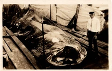 Postcard Whale Shark Fishing Huge Catch RPPC c1930s Fisherman with Catch Display