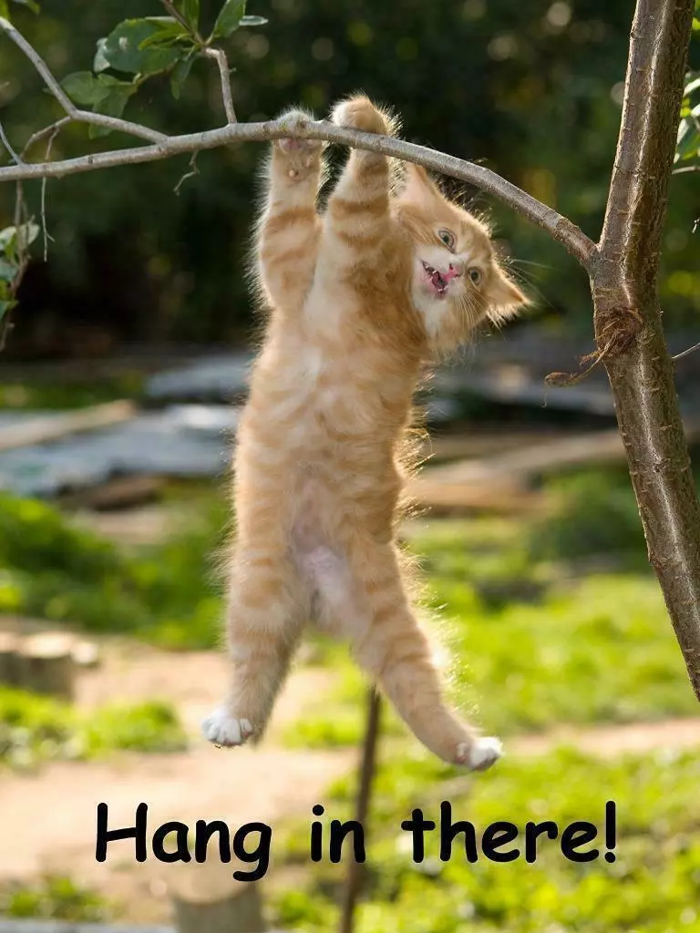 HANG IN THERE CAT GLOSSY POSTER PICTURE PHOTO BANNER PRINT baby funny meme  6541