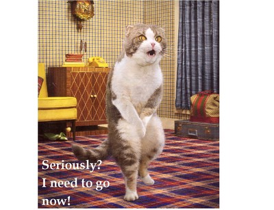 Funny Cat Needs To Go Now!   Refrigerator / Tool Box / File Cabinet Magnet  