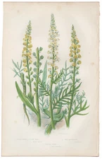Antique 1860 Anne Pratt botanical print Flowering Plants 31 Wild Mignonette