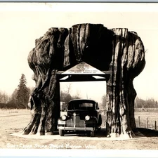 c1940s Arlington WA Cedar Stump Sharp RPPC Giant Western Red Tree Chevy Car A326