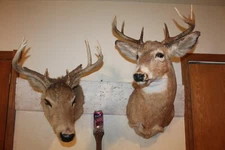Pair Whitetail Deer Heads Shoulder Mounts Taxidermy Shed Antler Hunt Mule Cape