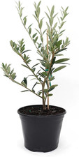 Arbequina Olive Tree – Live 5-Inch Pot, Fruit Bearing Tree,