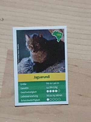 Jaguarundi Nr. 129