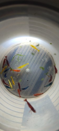 Lotto 25+2 Omaggio Neocaridine Mix Colori/acquario/caridine/gamberetti - Foto 2 di 8