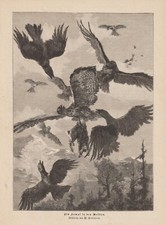 Poiana Con Coniglio IN Lotta Contro Corvo Incisione su Legno Di 1890