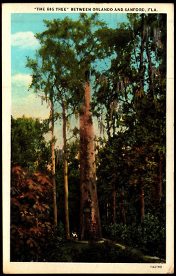 Postcard FL Orlando Florida The Big Tree, Giant Cypress at Longwood 1935 A15