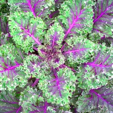 Red Russian Kale Seeds | Heirloom / Non-GMO | Free Ship | Open Pollinated | 1099