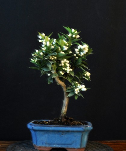 BONSAI ORANGENBAUM ZWERGORANGE CITRUS MYRTIFOLIA - Bild 2 von 5