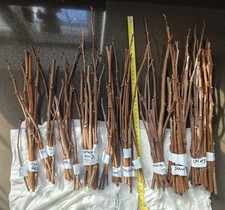 American PawPaw scion (Asimina Triloba) for grafting