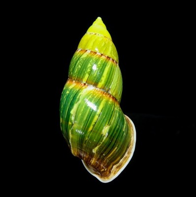 LAND SNAIL, SHELL - Amphidromus  heinrichhuberi- BIG 65.1MM, VIETNAM