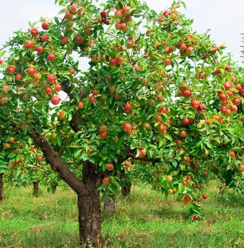 50 semillas mixtas de manzana dulce fruta orgánica S018 - Imagen 8 de 12