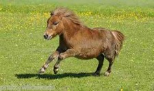 NATURAL MEADOW PADDOCK LAMINITICS GRASS HERB SEED PONIES HORSES 0.5 to 30 ACRES