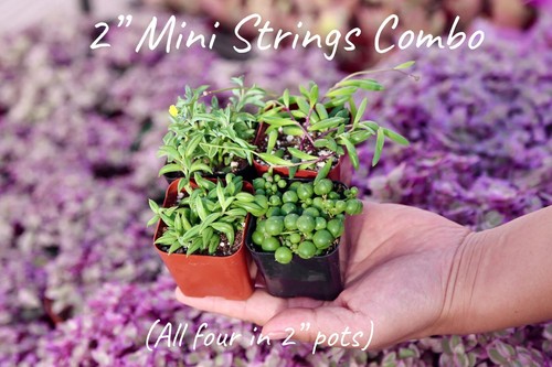 String of Things Live Trailing Succulent Plant Combo - Picture 9 of 13