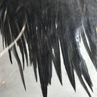 L15- Vintage Metz Grade #1 PREMIUM Large Rooster Saddle 16”- Fly Tying Feathers! — photo 3