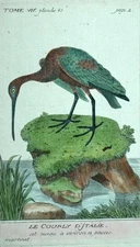 LE COURLIS A BEC HARELE engraving print illustration Les Oiseaux de Martinet 1790