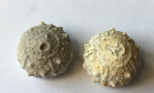 Set 2 Fossilized Echinoid Cretaceous Miniature Salenia Texana, Texas .5" L Both
