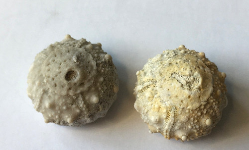 Set 2 Fossilized Echinoid Cretaceous Miniature Salenia Texana, Texas .5" L  Both
