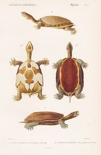 Emys Hermanni Tartarughe Rettile Incisione In Acciaio Cuvier 1849.
