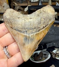 Posterior Megalodon all Natural Indo Meg Shark Tooth Indonesia Fossil