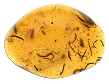 HUGE Swarm of Millipedes, Fossil inclusion in Burmese Amber